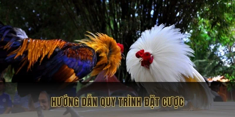 da-ga-88-huong-dan-quy-trinh-dat-cuoc