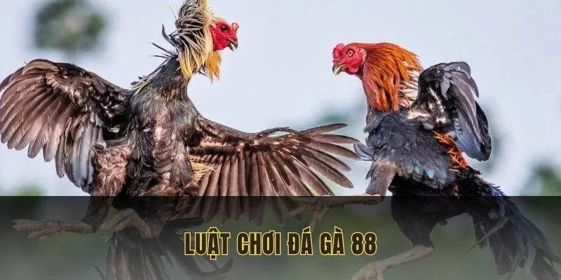 da-ga-88-luat-choi