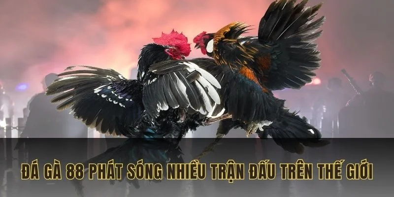 da-ga-88-phat-song-nhieu-tran-dau