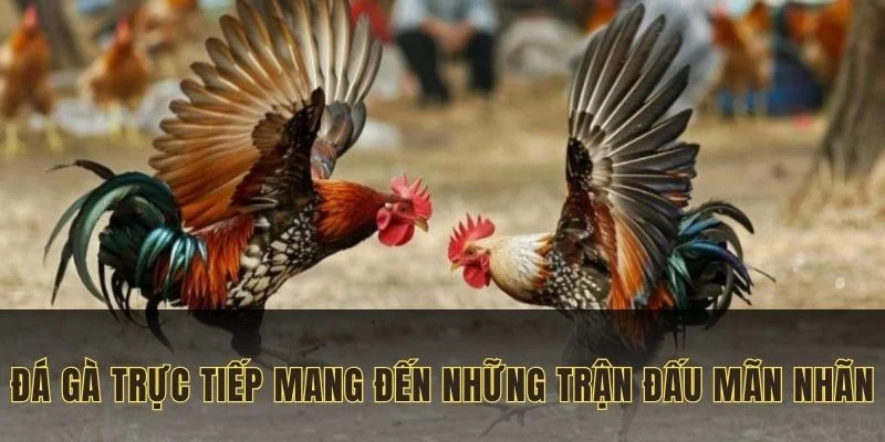 da-ga-truc-tiep-mang-den-nhung-tran-dau-man-nhan