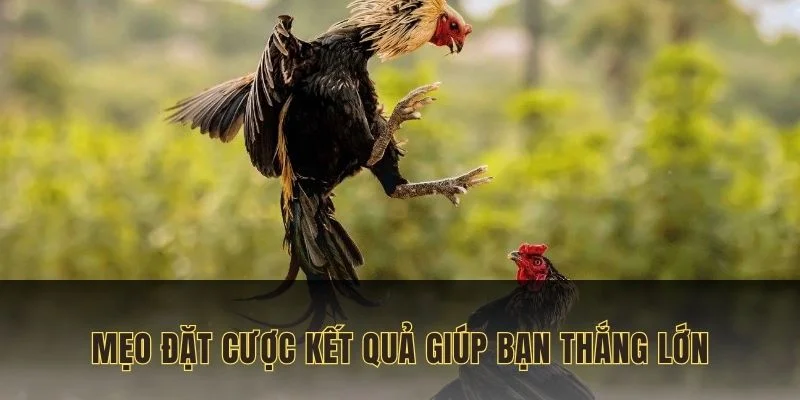 da-ga-truc-tiep-meo-choi