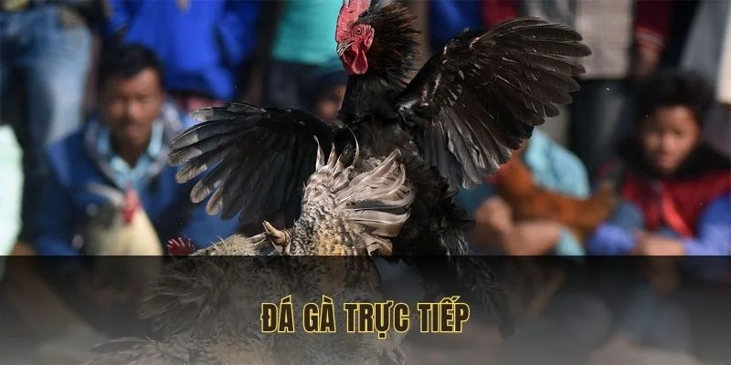 da-ga-truc-tiep