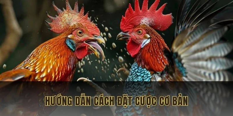 ga-choi-c1-huong-dan-cach-dat-cuoc