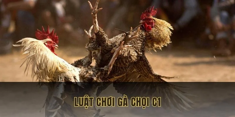 ga-choi-c1-luat-choi